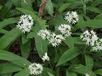 Blüten in voller Entwicklung